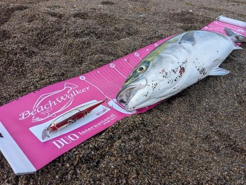 ワラサの釣果