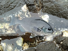 オナガグレの釣果