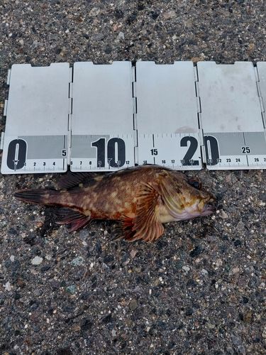 ガシラの釣果