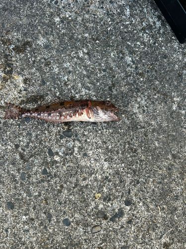アナハゼの釣果