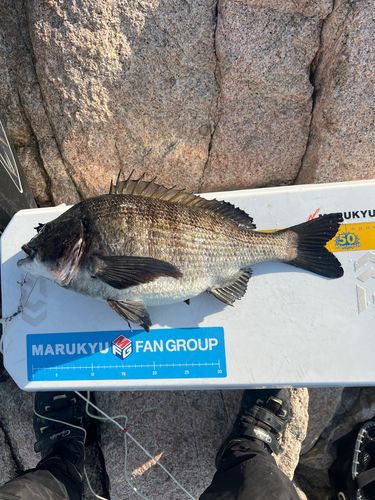 クロダイの釣果