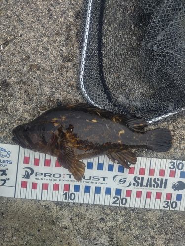 タケノコメバルの釣果