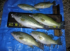 ブラックバスの釣果