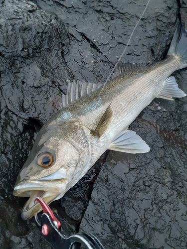 スズキの釣果