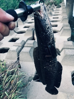 ライギョの釣果