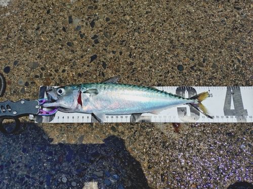 サバの釣果