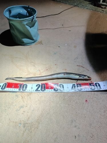 アナゴの釣果