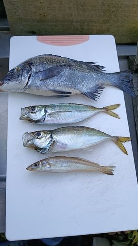 チヌの釣果