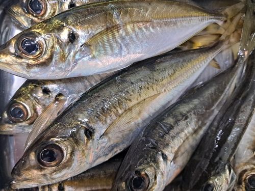 マアジの釣果