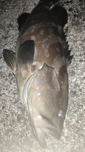 クエの釣果