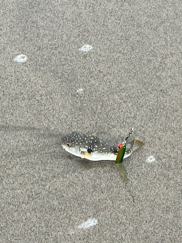 クサフグの釣果