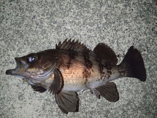 メバルの釣果