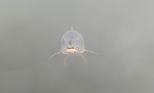 コイの釣果