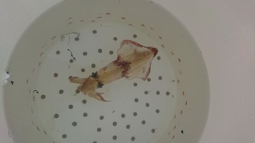 マメイカの釣果