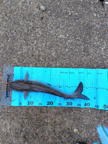 アメリカナマズの釣果