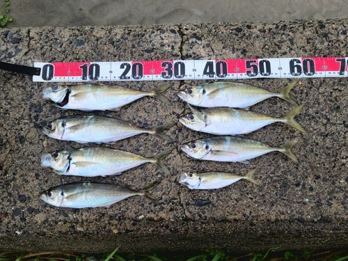 アジの釣果