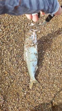 コノシロの釣果