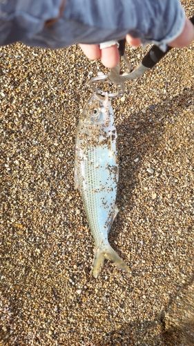 コノシロの釣果