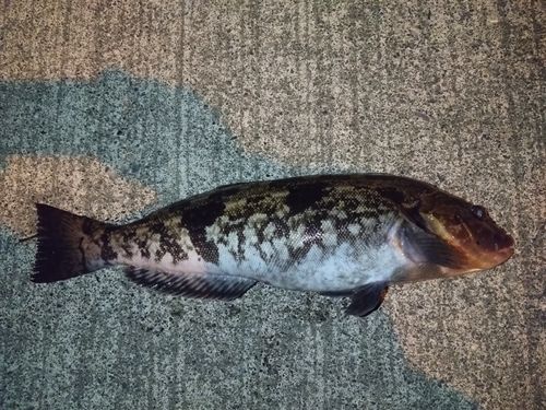 アイナメの釣果