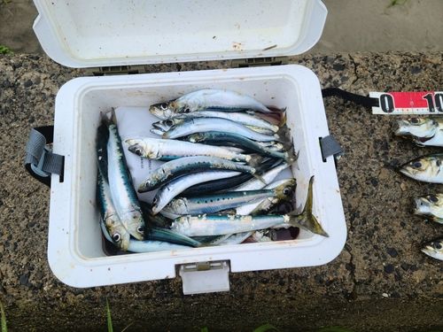 マイワシの釣果