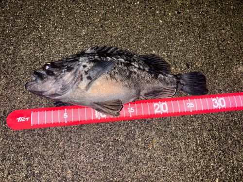 クロソイの釣果