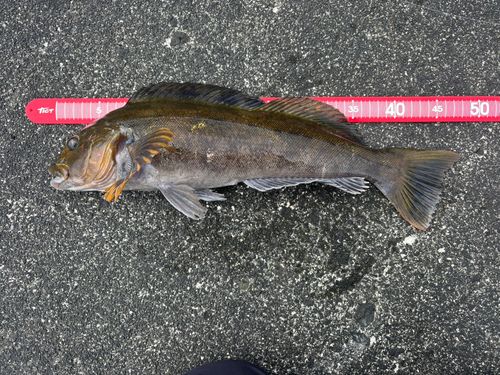 アイナメの釣果