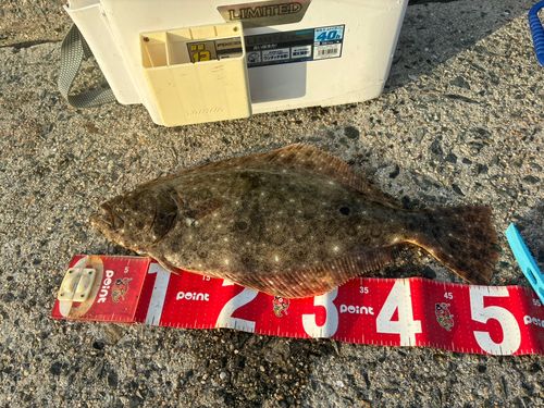 ヒラメの釣果