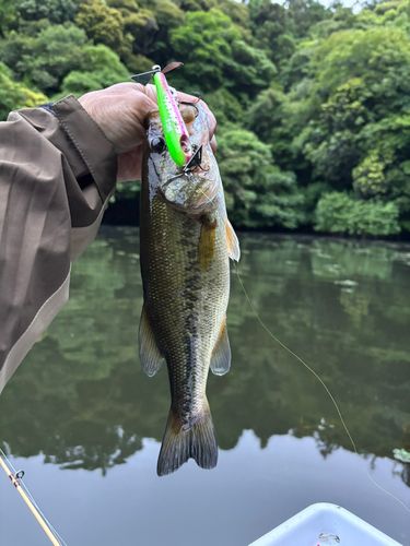 ラージマウスバスの釣果