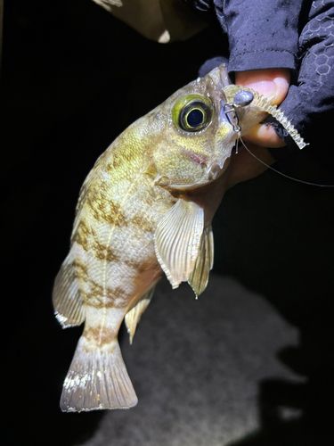 メバルの釣果