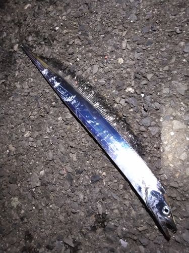 タチウオの釣果