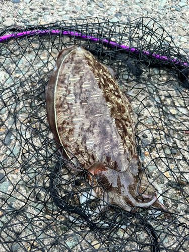 コウイカの釣果