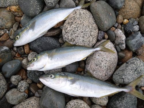 ツバイソの釣果