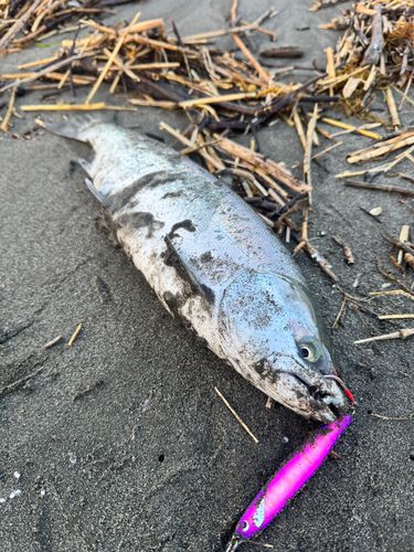 サクラマスの釣果
