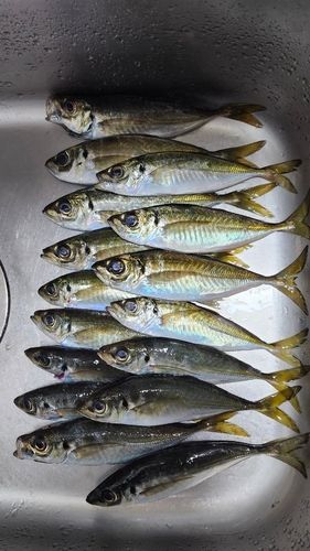 マアジの釣果