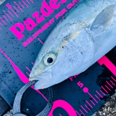 ワカシの釣果