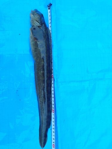 ギンポの釣果