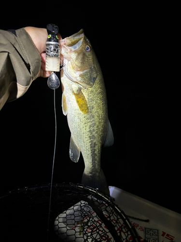 ラージマウスバスの釣果