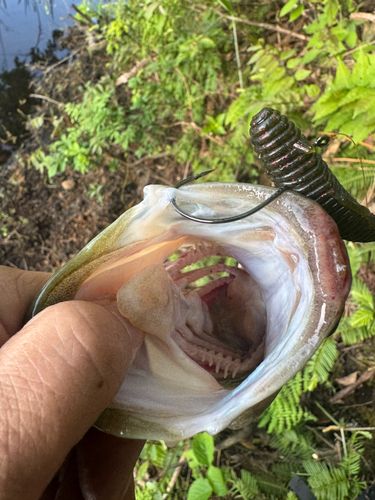 ラージマウスバスの釣果