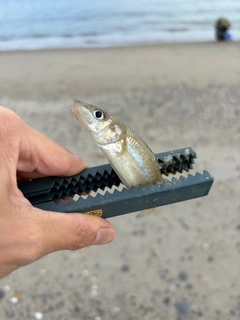キスの釣果