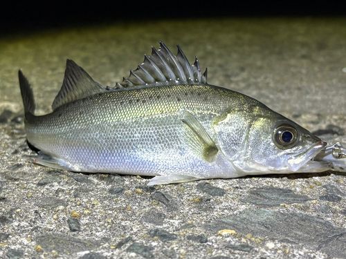セイゴ（マルスズキ）の釣果