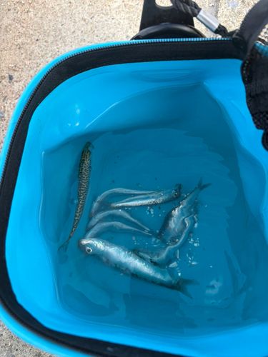 イワシの釣果