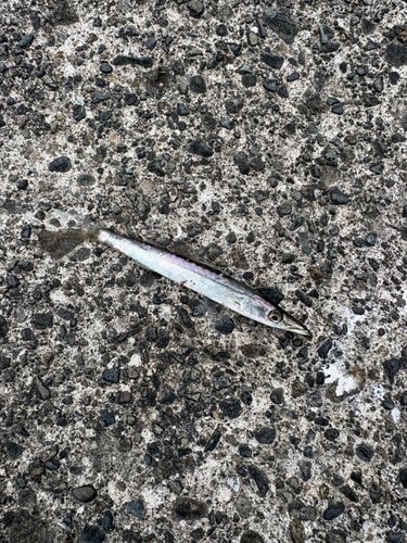 カマスの釣果