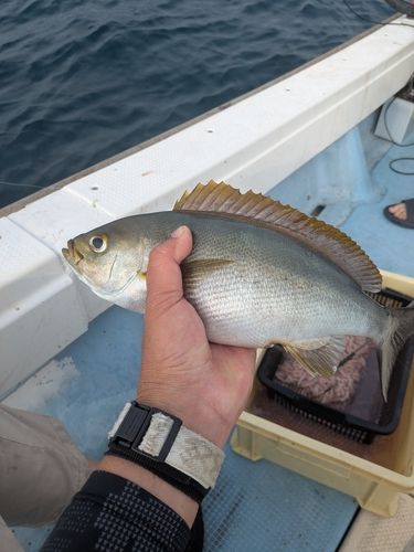 イサキの釣果