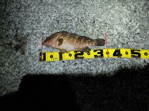 アコウの釣果