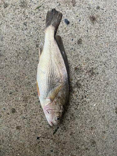 イシモチの釣果