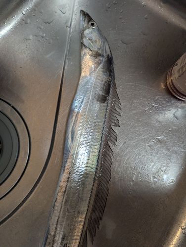 タチウオの釣果