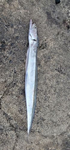 タチウオの釣果