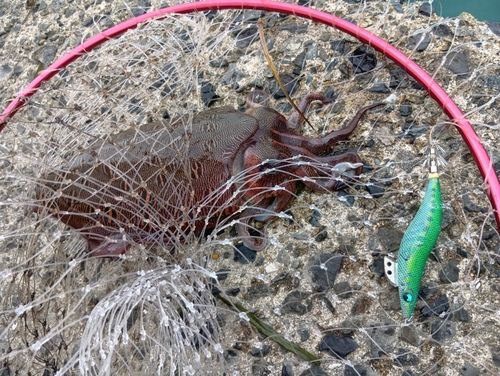 モンゴウイカの釣果
