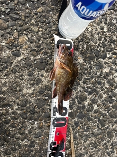 カサゴの釣果