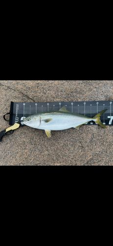 ワラサの釣果